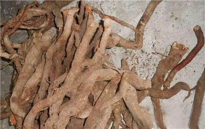 猕猴桃根的功效和作用，猕猴桃根泡水喝的功效和作用-图片2