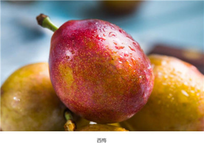 西梅和李子有啥区别，西梅和李子的区别有哪些-图片2