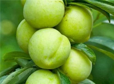 青李子的功效与作用,青李子孕妇可以吃吗-图片2