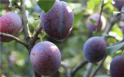 西梅是热性还是凉性,吃西梅需要注意哪些问题-图片2