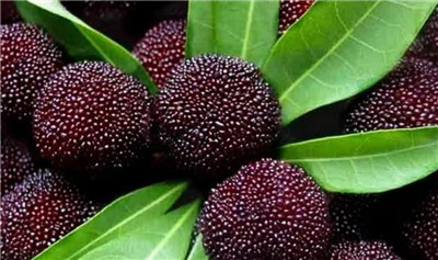 杨梅怎么保存，杨梅的正确保存方法有哪些-图片1