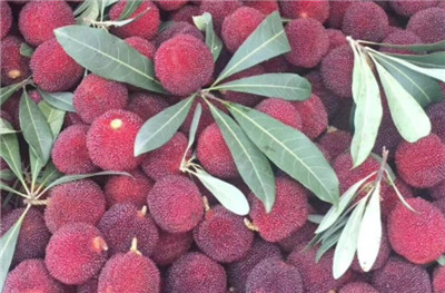 仙居杨梅节资料介绍,仙居杨梅节是几月几日-图片1