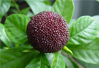 慈溪杨梅资料介绍，慈溪杨梅图片，慈溪杨梅几月份成熟上市-图片2