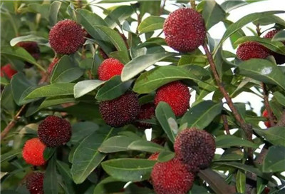 杨梅什么时候成熟,杨梅什么时候上市-图片1