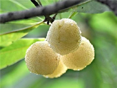 白杨梅资料介绍，白杨梅图片，白杨梅的功效和作用-图片2