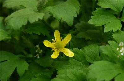 草本水杨梅资料介绍,草本水杨梅的功效和作用-图片2