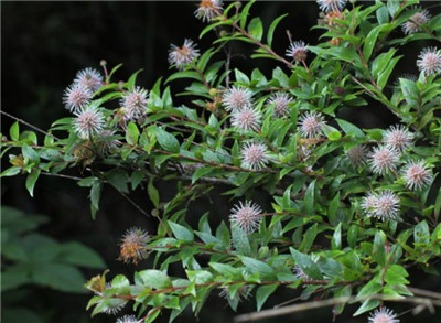 柔毛水杨梅资料介绍,柔毛水杨梅的功效和作用-图片2