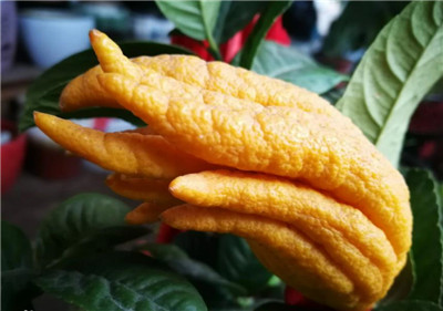 佛手资料介绍,佛手图片,3分钟快速了解佛手的营养价值-图片2