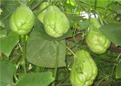 佛手瓜怎么做最好吃，佛手瓜的做法有哪些-图片2