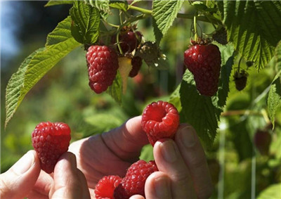 树莓种植的方法是怎样的,树莓怎么种植-图片1