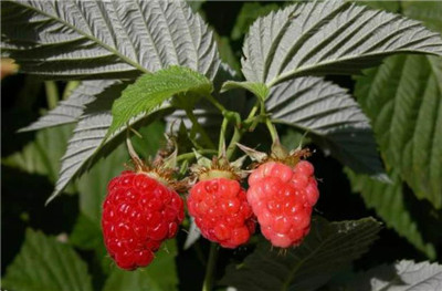 覆盆子的功效与作用及食用方法-图片1