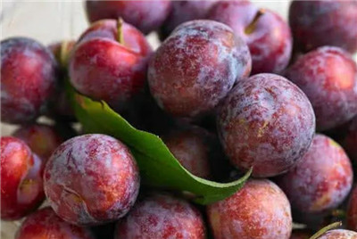 李子果资料介绍，李子果图片，李子果的功效和作用-图片1