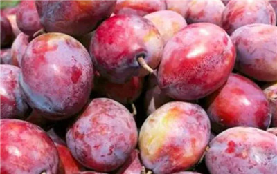 西梅是热性还是凉性,吃西梅需要注意哪些问题-图片1