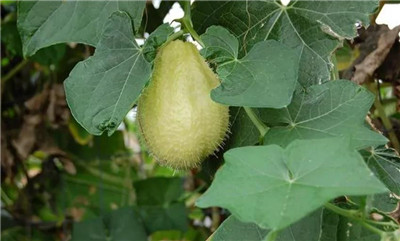 佛手瓜怎么吃，佛手瓜的吃法有哪些-图片2