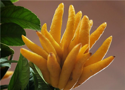 佛手柑怎么吃,佛手柑的吃法有哪些-图片2