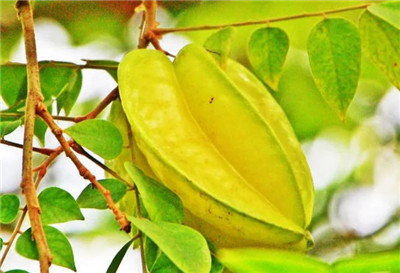 杨桃的营养价值，杨桃的功效与作用禁忌-图片3