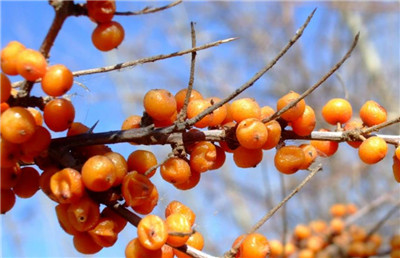 沙棘汁的功效和作用，沙棘汁的制作方法-图片2