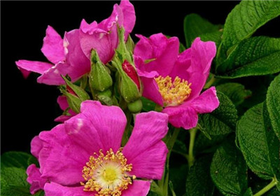 刺梨花的功效和作用,刺梨花什么时候开,刺梨花的花语和寓意-图片3