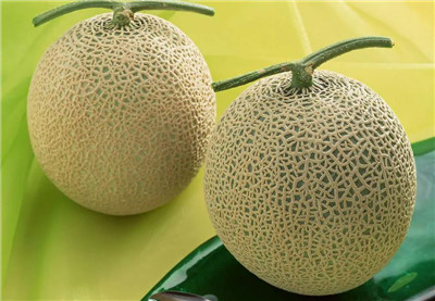 哈密瓜原产地在哪里,哈密瓜名字的由来-图片1