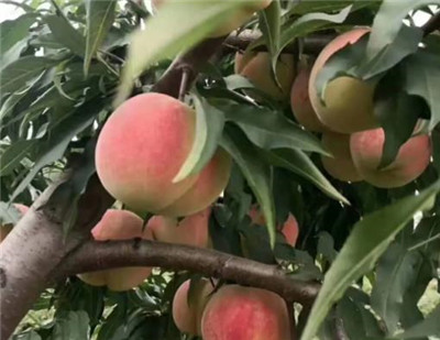 无锡水蜜桃资料介绍，3分钟快速了解无锡水蜜桃-图片2