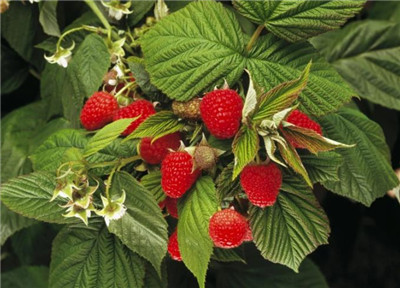 覆盆子资料介绍,覆盆子图片,3分钟快速了解覆盆子-图片2
