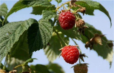 覆盆子树苗多少钱一棵,覆盆子树苗的种植方法-图片1