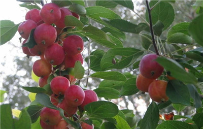 沙果是什么,沙果是什么水果-图片2