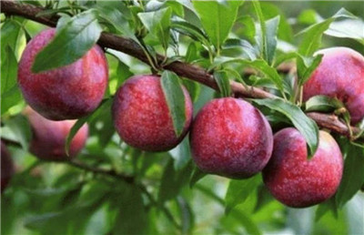 李子树资料介绍，李子树图片，李子树的种植与管理技术-图片1