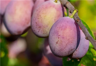 李子吃多了会怎么样，吃李子需要注意哪些问题-图片1