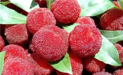 杨梅里面的虫子能吃吗，杨梅为什么会有虫子-图片1