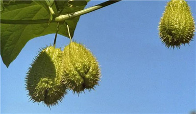 佛手瓜怎么吃，佛手瓜的吃法有哪些-图片1