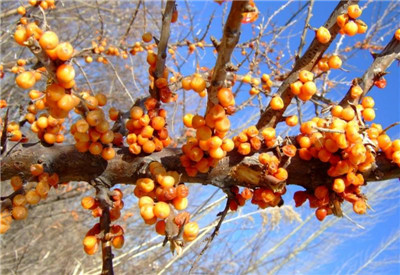 沙棘油的功效和作用，沙棘油的正确服用方法-图片2