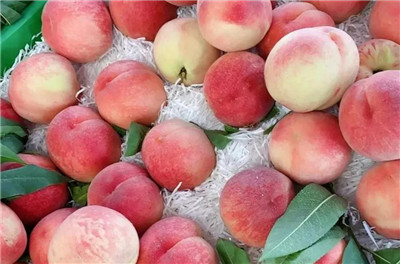 无锡水蜜桃资料介绍，3分钟快速了解无锡水蜜桃-图片1