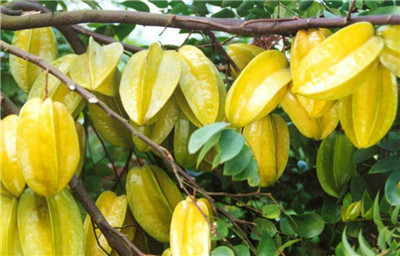 杨桃的营养价值，杨桃的功效与作用禁忌-图片1