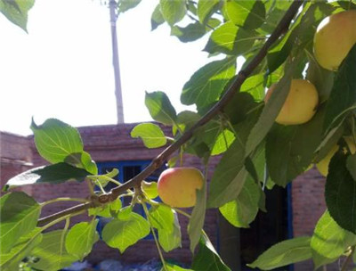 孕妇能吃沙果吗，孕妇吃沙果需要注意哪些问题-图片1