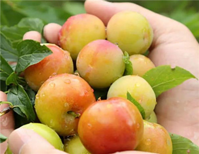 李子的营养价值有哪些，李子的功效和作用-图片1