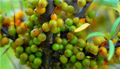 沙棘油的功效和作用，沙棘油的正确服用方法-图片1