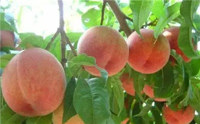 奉化水蜜桃资料介绍，3分钟快速了解奉化水蜜桃-图片1