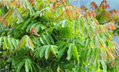 番龙眼资料介绍,番龙眼图片,3分钟快速了解番龙眼-图片1