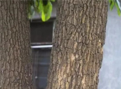 龙眼树皮资料介绍,龙眼树皮的功效和作用