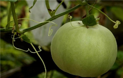 甜瓜是凉性的吗,吃甜瓜对人体的好处有哪些-图片2