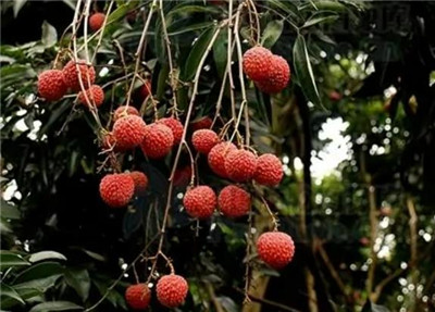 荔枝上火还是降火，吃荔枝的好处有哪些-图片1