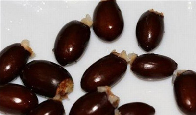 荔枝核的功效与作用，3分钟了解荔枝核的功效与作用及禁忌