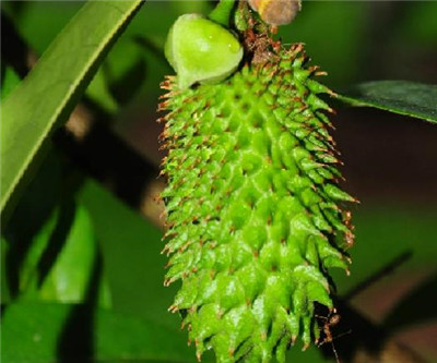 刺果番荔枝资料介绍，3分钟快速了解刺果番荔枝-图片1