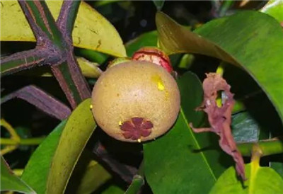 山竹怎么吃，山竹的吃法有哪些，-图片1