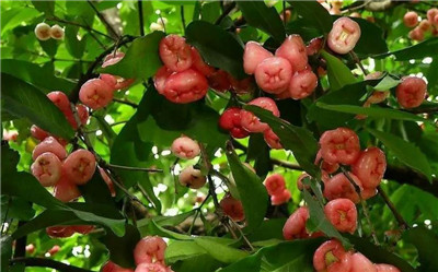 莲雾的功效与作用,3分钟了解莲雾的功效与作用-图片2