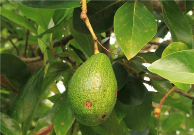 牛油果资料介绍，牛油果图片，3分钟快速了解牛油果-图片1