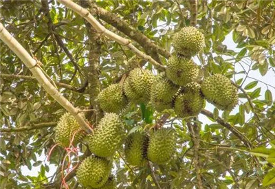 榴莲树资料介绍,榴莲树图片,榴莲树长什么样-图片1