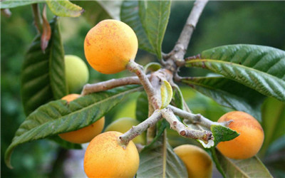 枇杷资料介绍，枇杷图片，3分钟快速了解枇杷-图片1