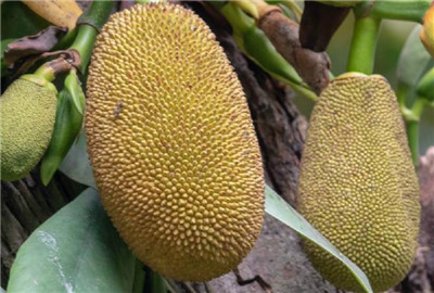 大树菠萝资料介绍，大树菠萝图片，3分钟快速了解大树菠萝-图片1